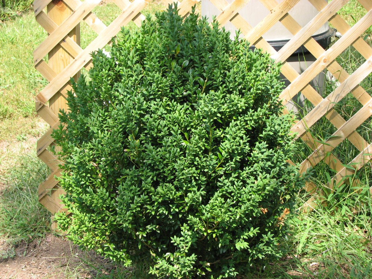 Кустарник Санта Рино