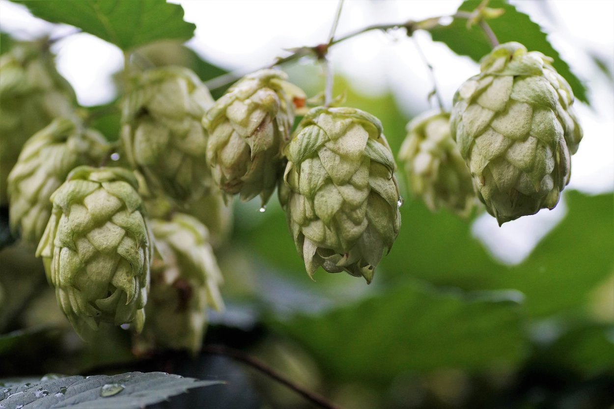 Humulus lupulus. Хмель/Humulus. Хмель обыкновенный Humulus. Хмель обыкновенный шишки. Соплодия хмеля обыкновенного.