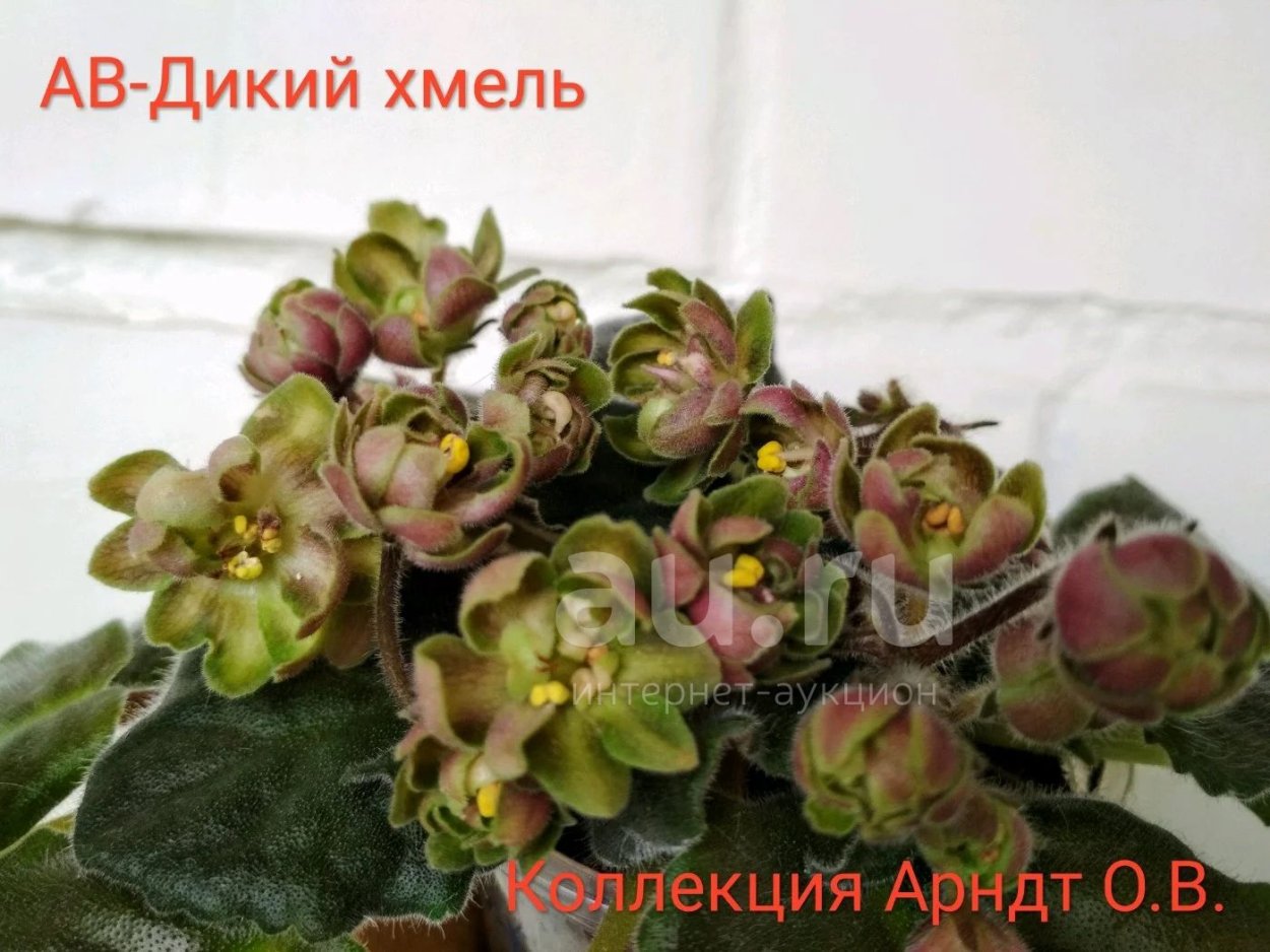 Ле дикий Хмель фиалка