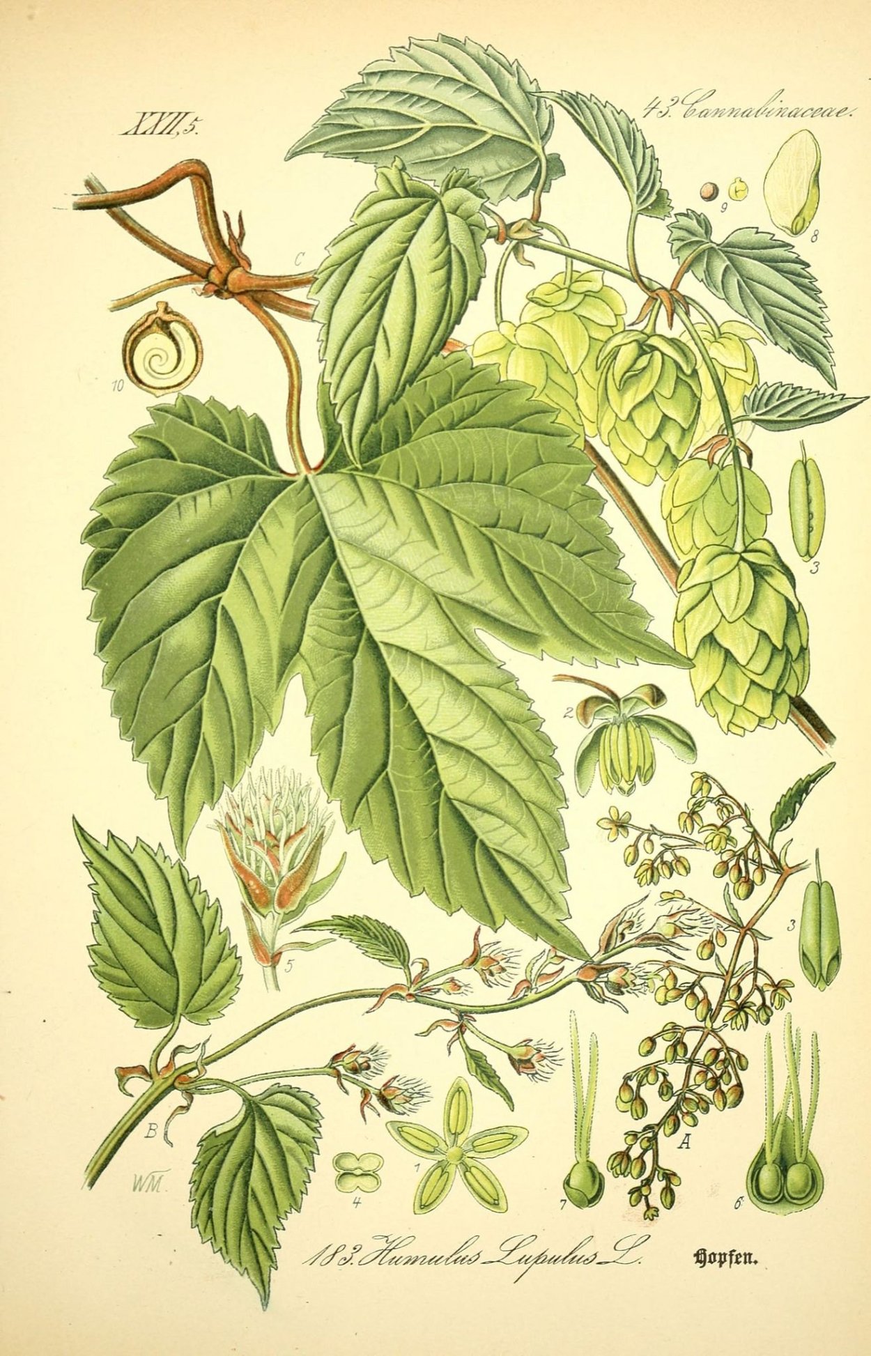 Хмель шишки 50 г