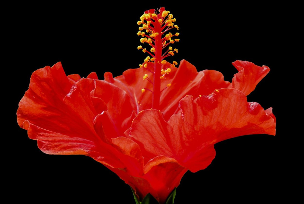 Red Hibiscus