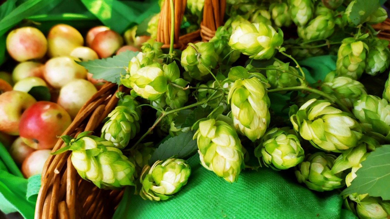 Растение похожее на Хмель