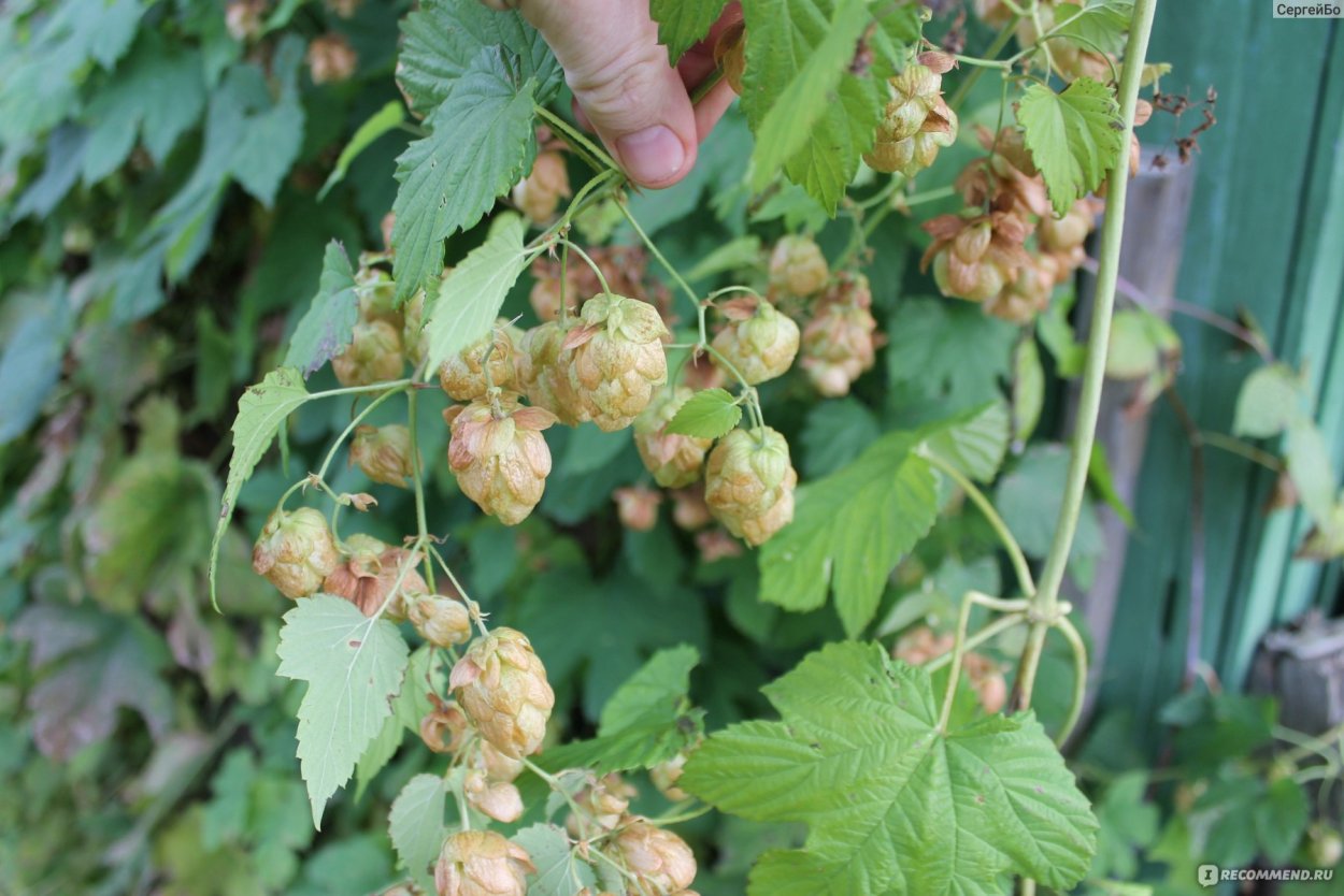 Хмель вьющийся