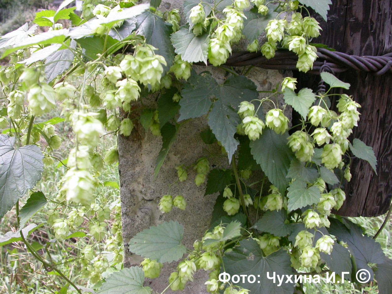 Хмель обыкновенный цветение
