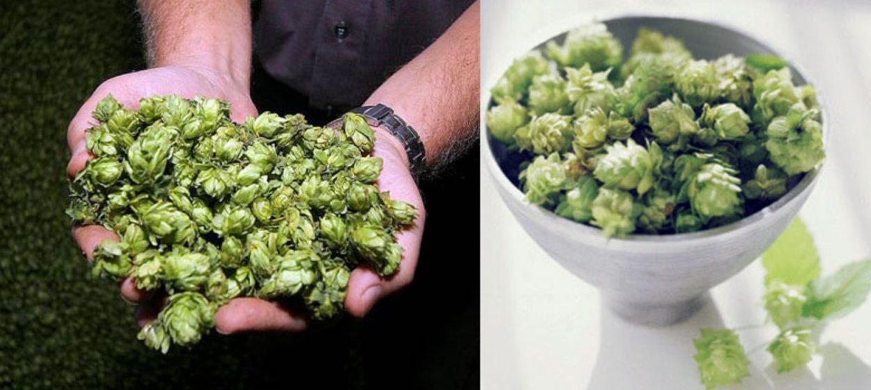 Чай из шишек хмеля