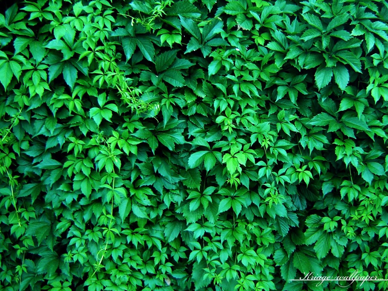 Девичий виноград лоза