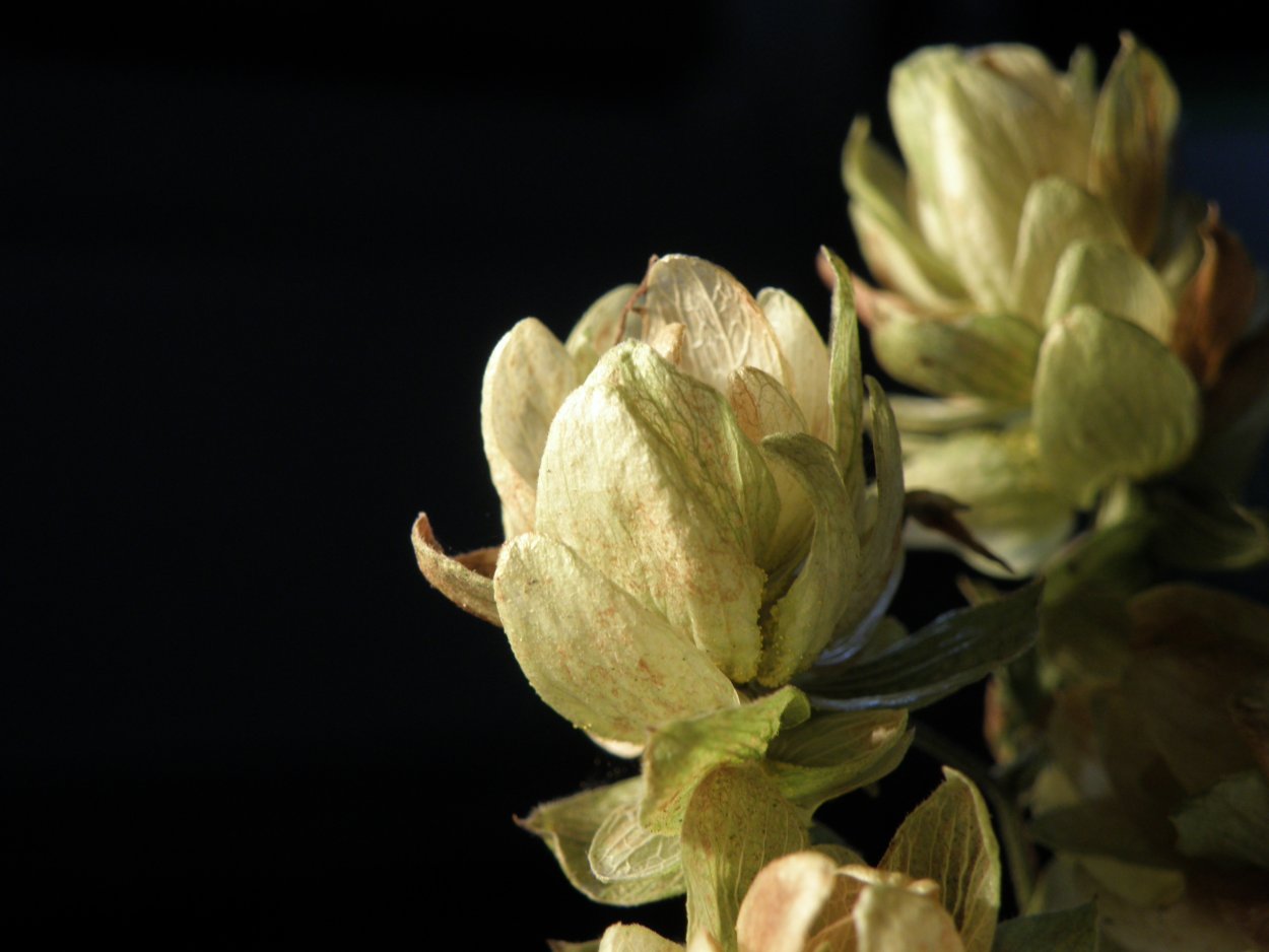 Хмель картинки