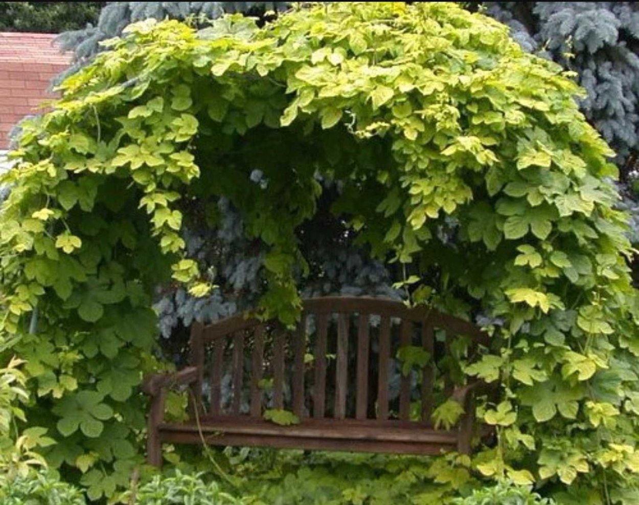 Хмель обыкновенный ауреус