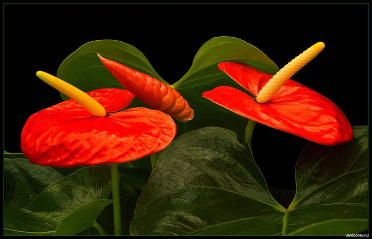 Красный цветок похожий на каллу