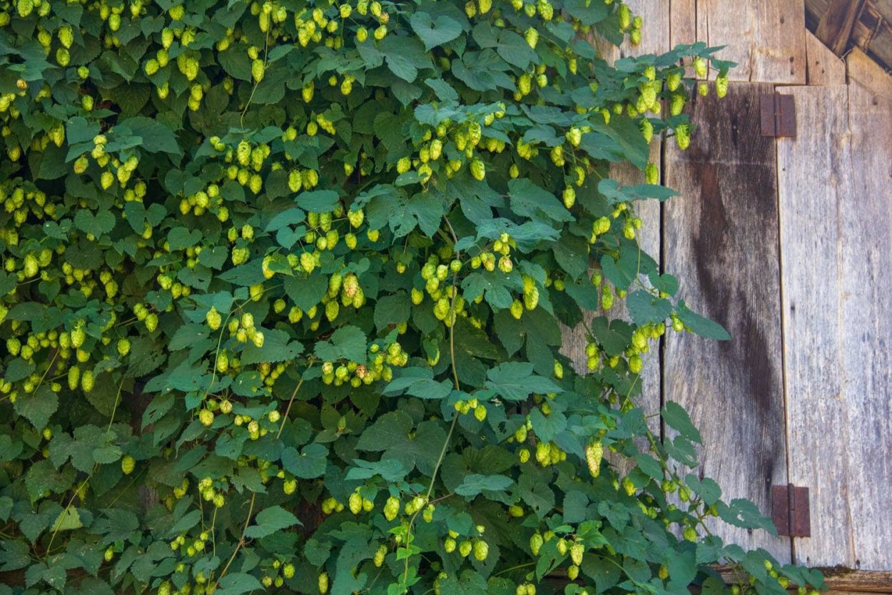 Забор заросший хмелем