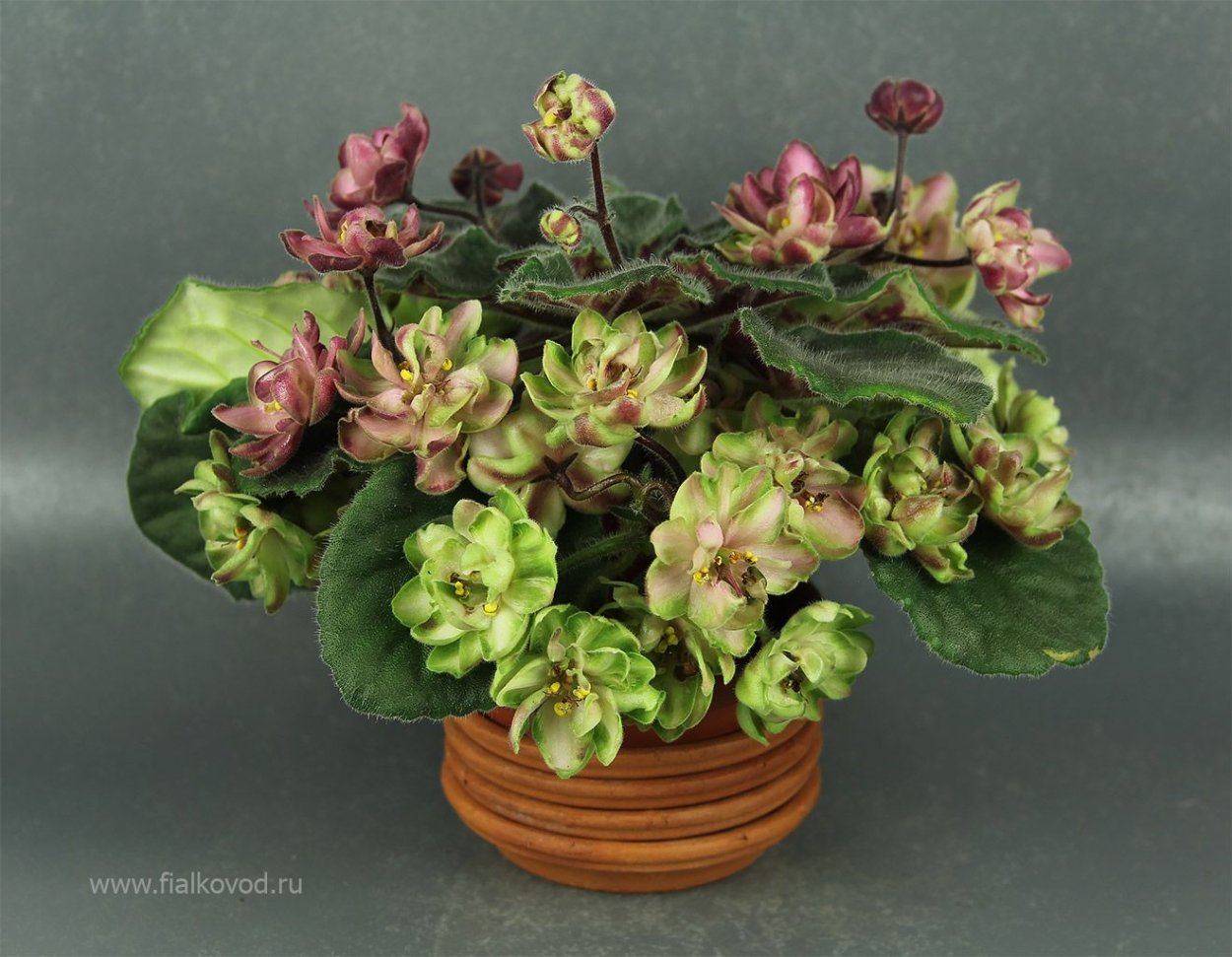 Фиалка дикий Хмель