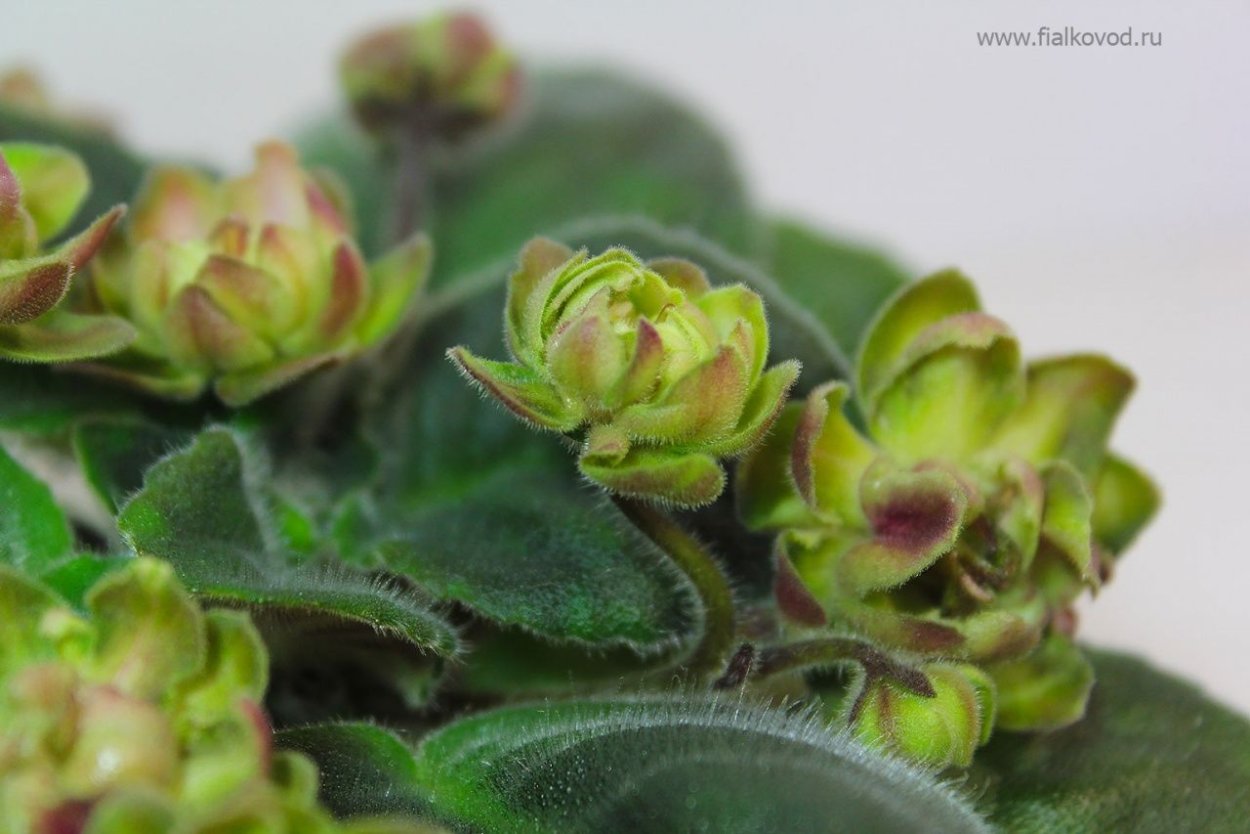 Фиалка АВ дикий Хмель