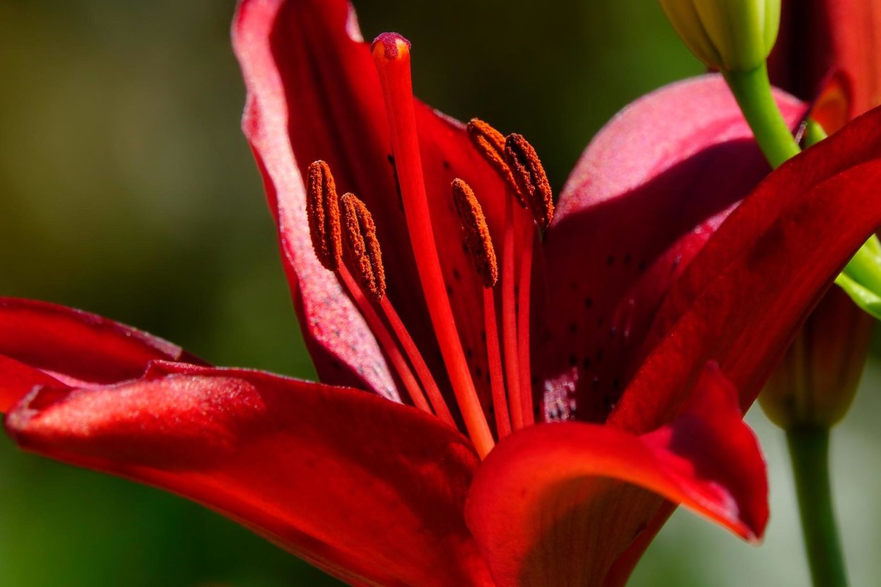 Пестик и тычинка гибискус