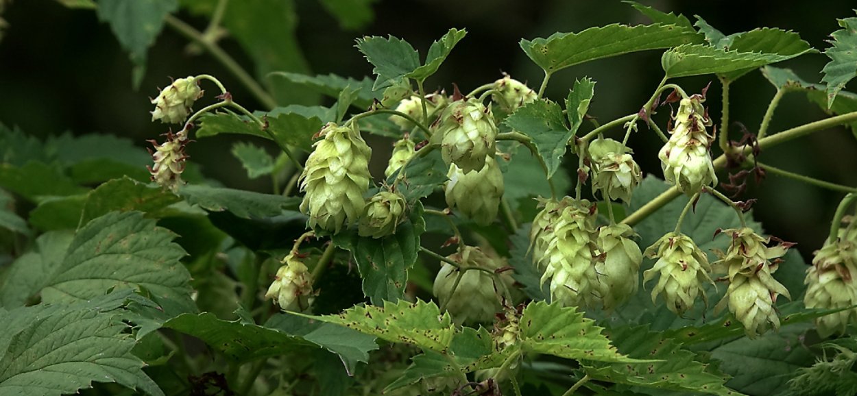 Хмель стебель