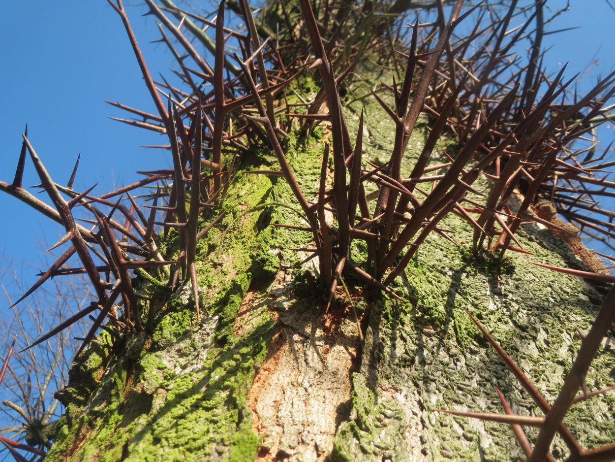 Гледичия трёхколючковая колючки