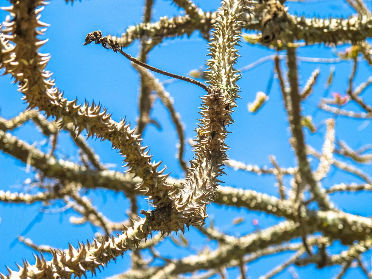 Акация камеденосная шипы