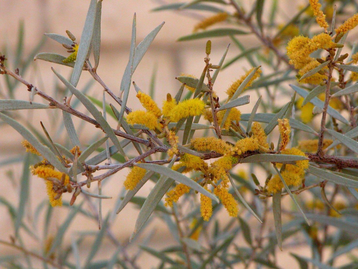 Акация колючая