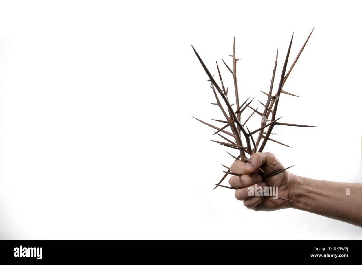 Наступил на шип акации