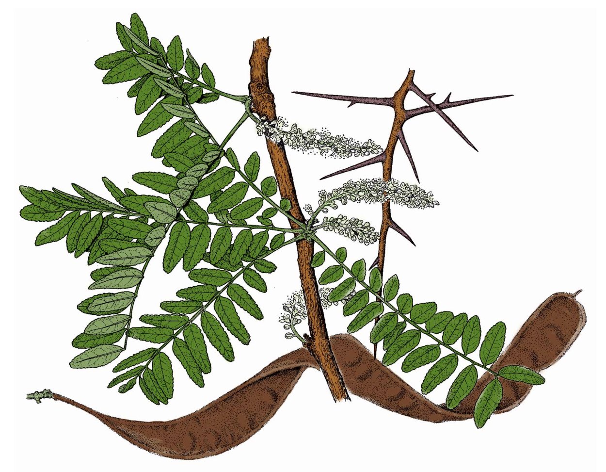 Акация колючая Acacia victoriae