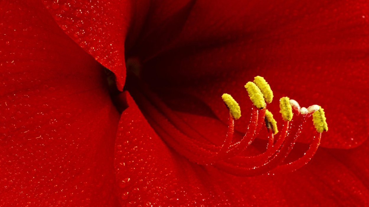 Красная картинка фон