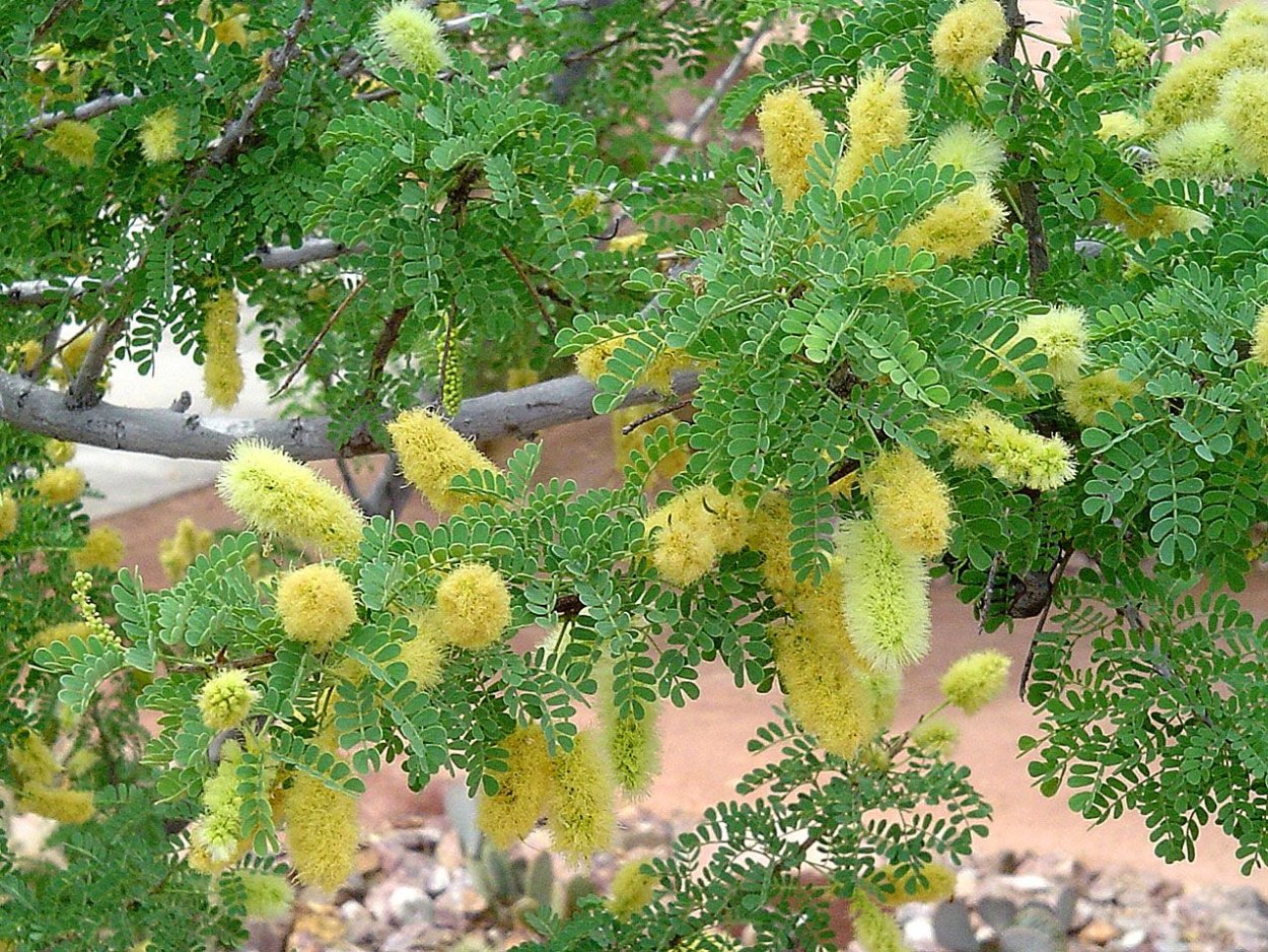 Acacia greggii
