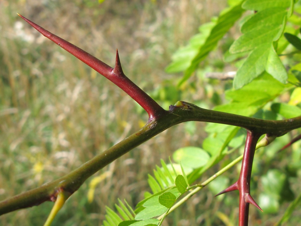 Гледичия трёхколючковая