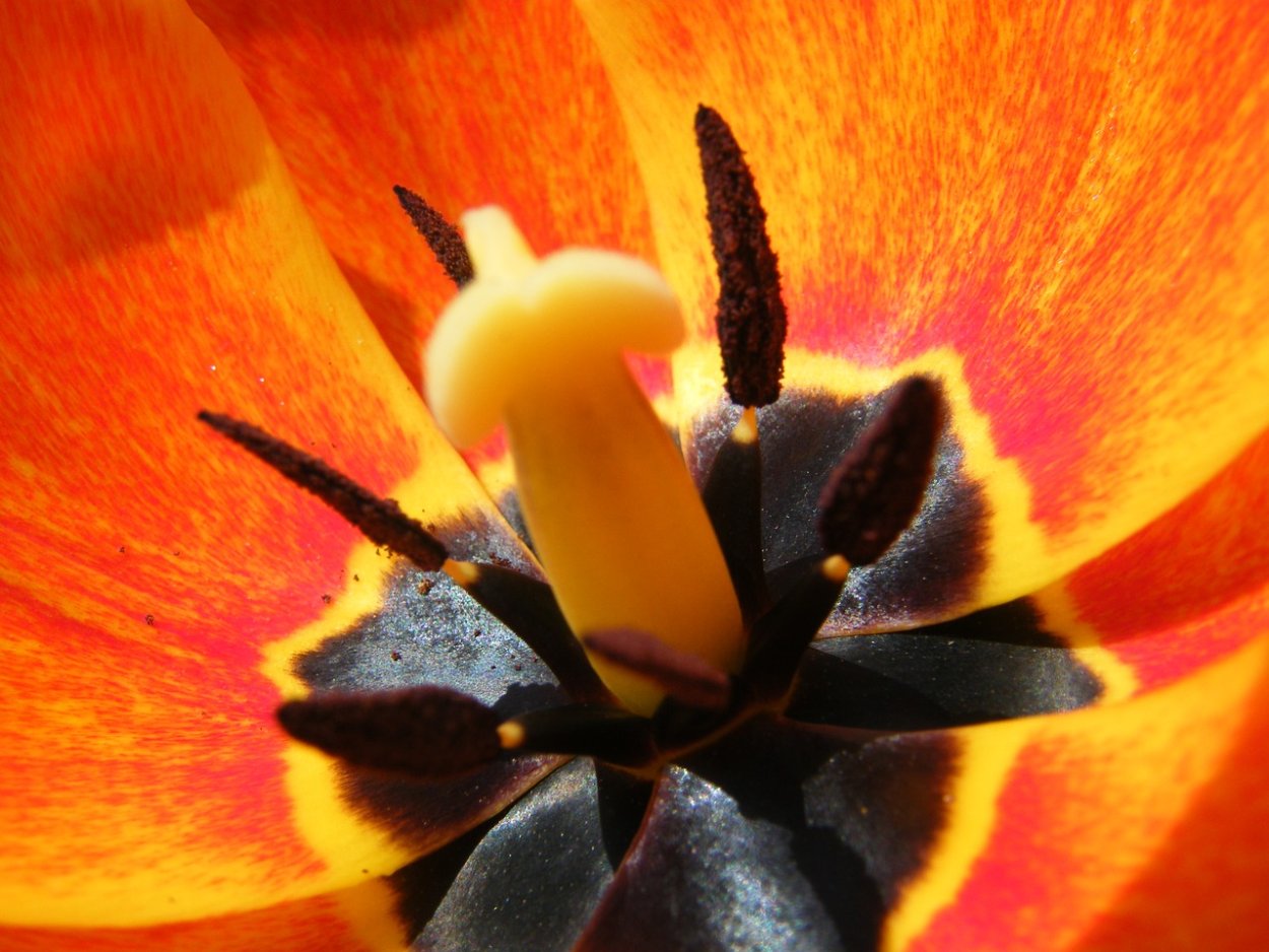 Доброе утро цветочек