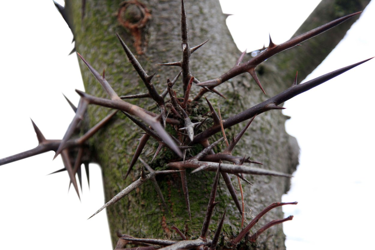 Гледичия дерево с колючками на стволе