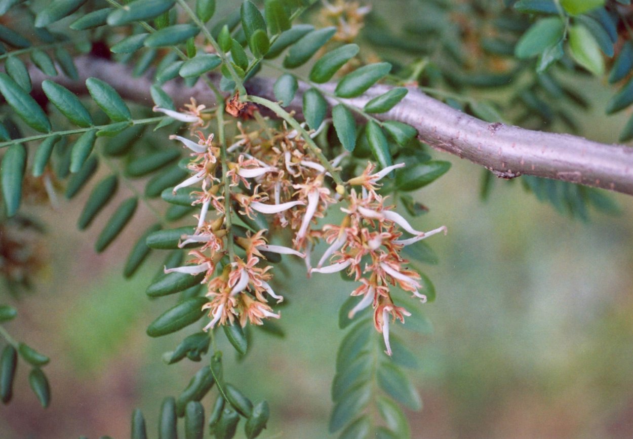 Гледичия колючая цветы