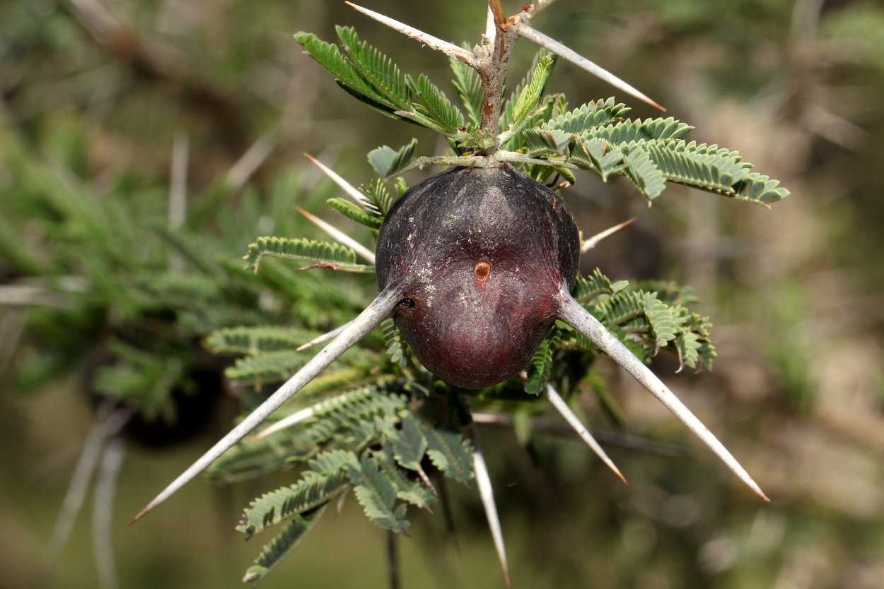 Акация серполопастная