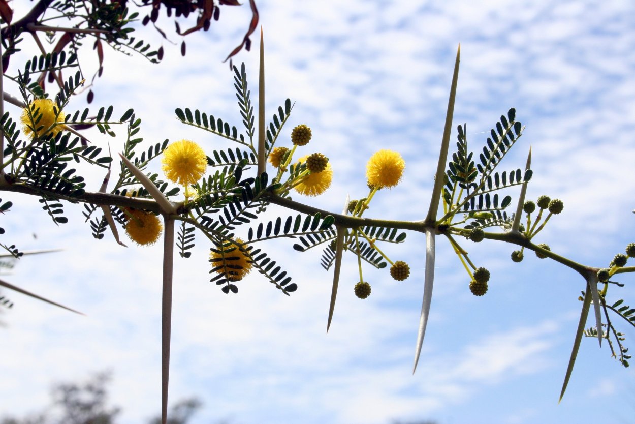 Акация Гальпини