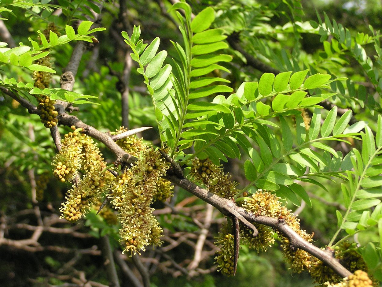 Гледичия обыкновенная Gleditsia triacanthos