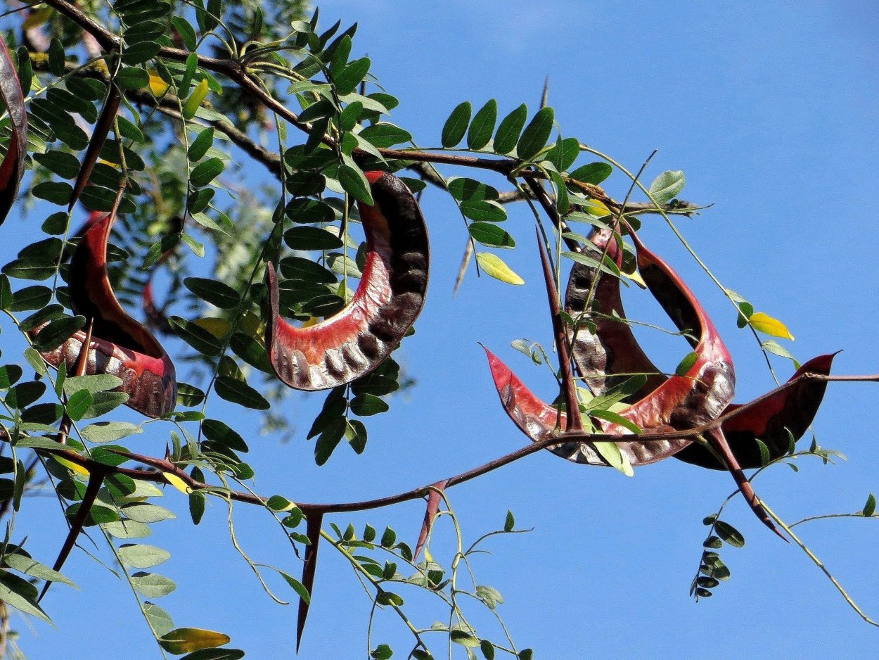 Гледичия Акация