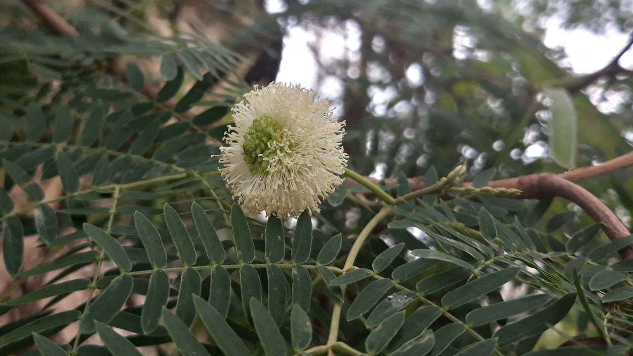 Белая Акация колючки
