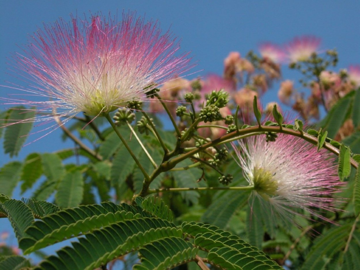 Южная Акация Альбиция
