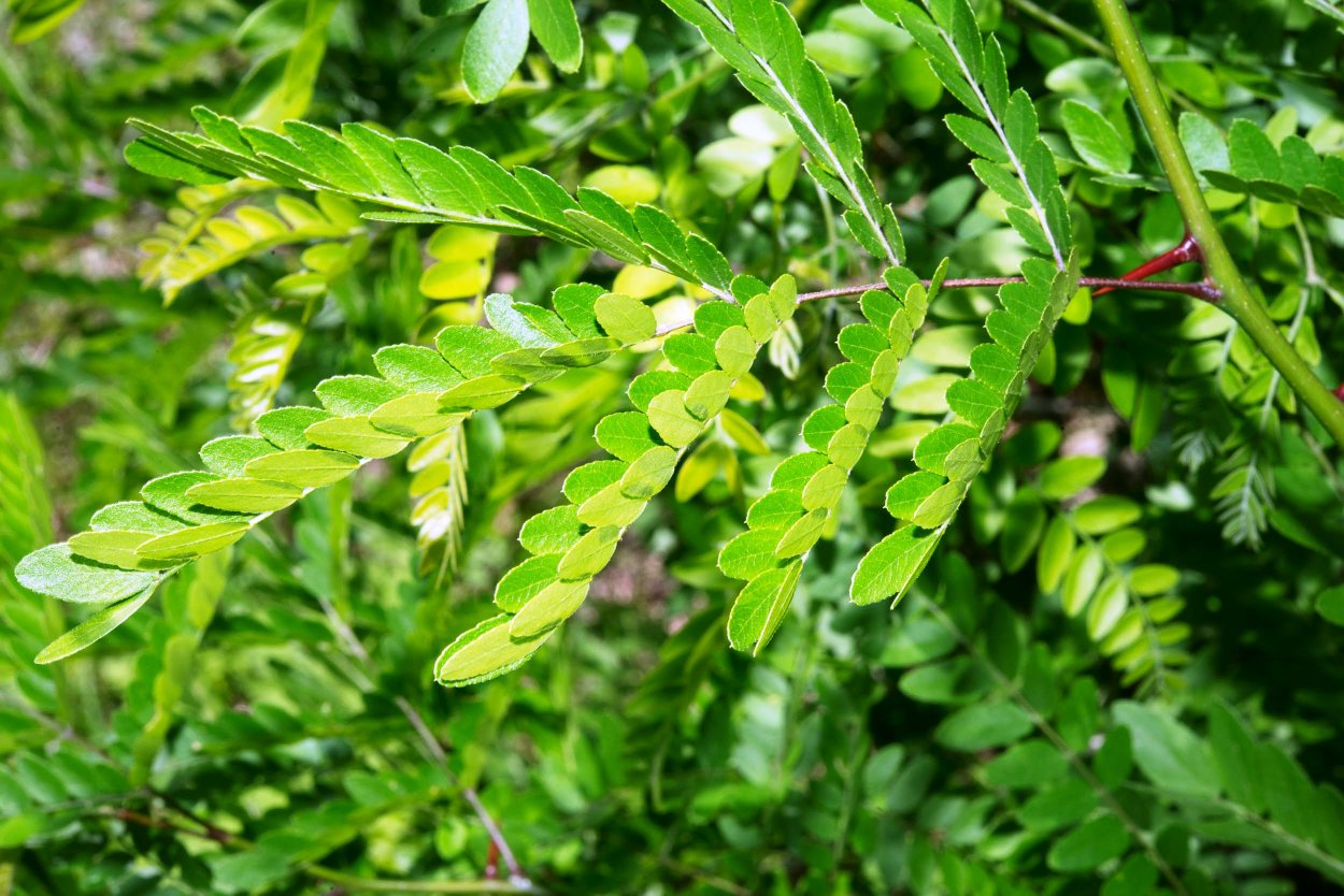Гледичия обыкновенная Gleditsia triacanthos