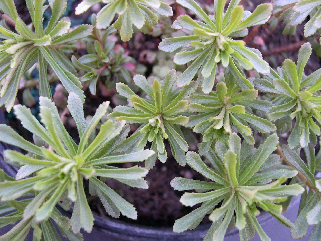 Очиток такесимский Atlantis