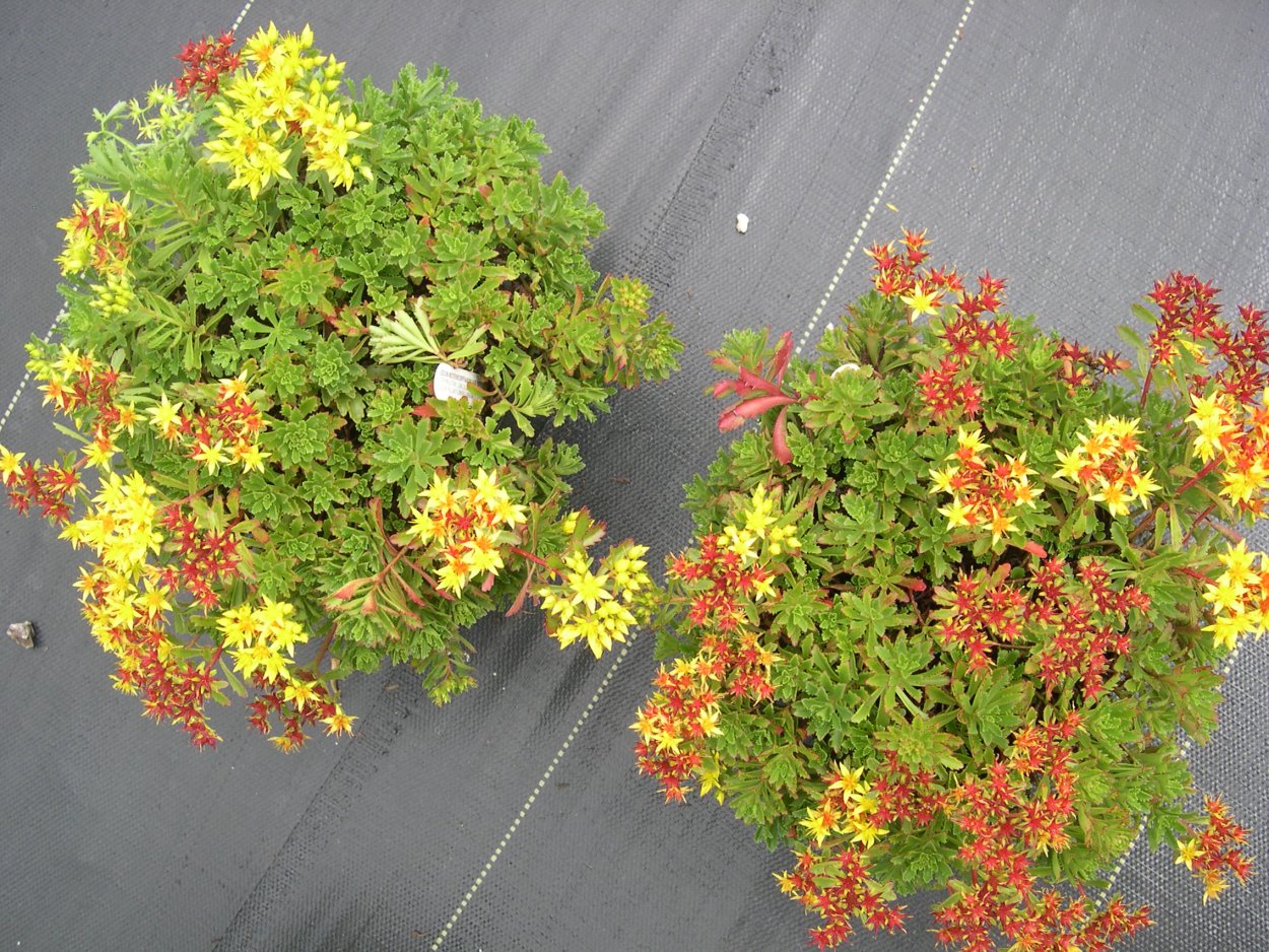 Очиток скальный rupestre