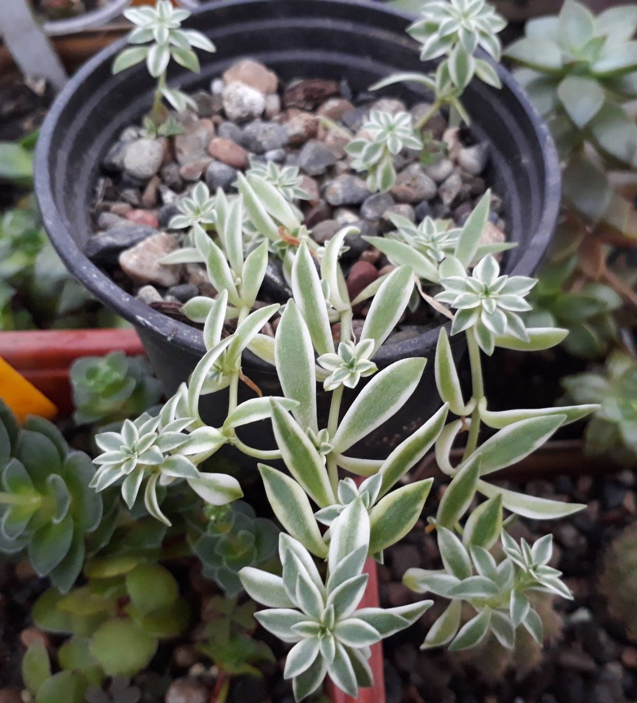 Очиток Камчатский variegatum