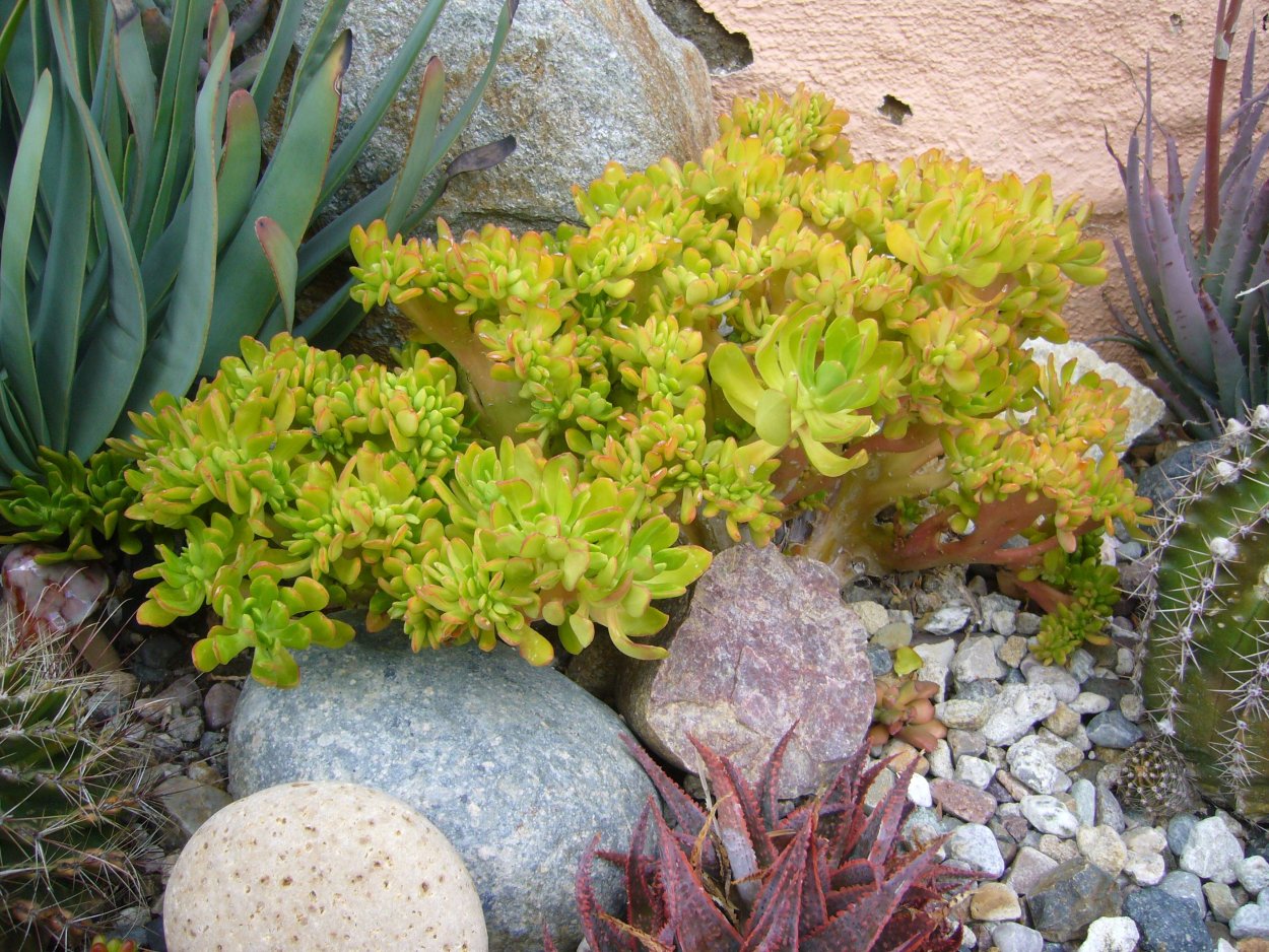 Очиток Red Carpet