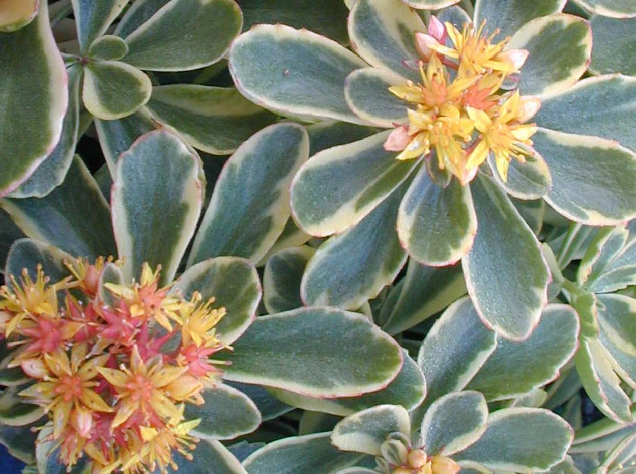Очиток Миддендорфа Sedum middendorfianum