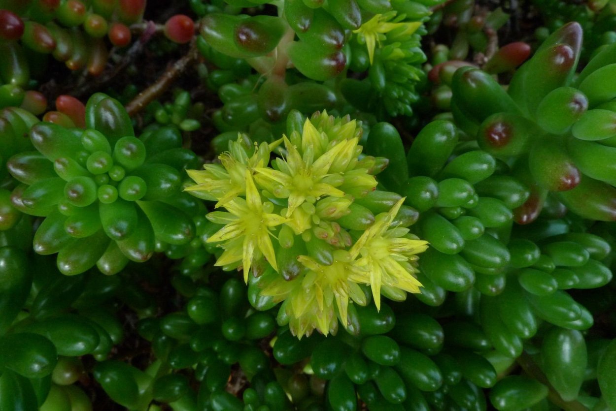 Седум Миддендорфа Вариегата