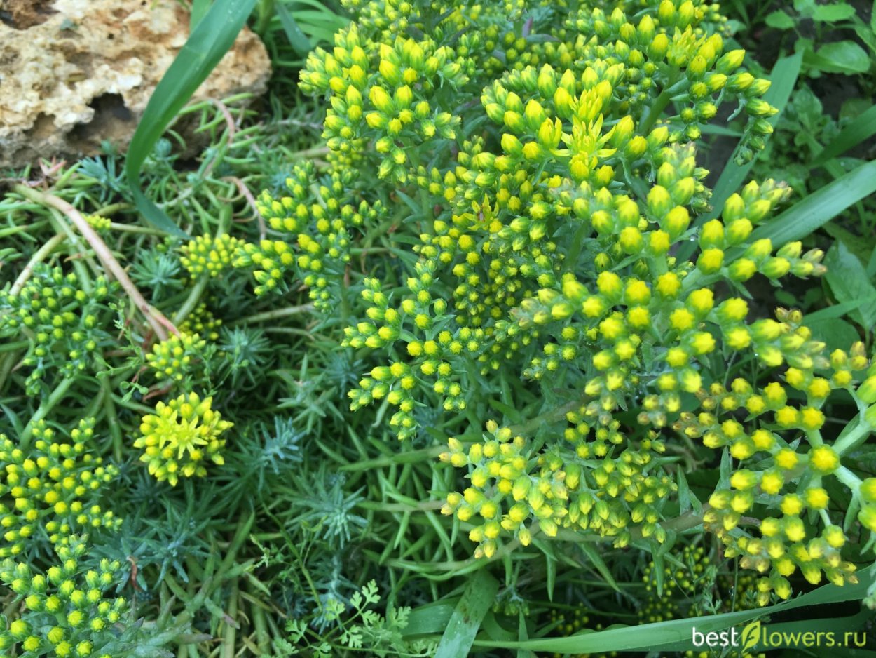 Очиток такесимский Atlantis