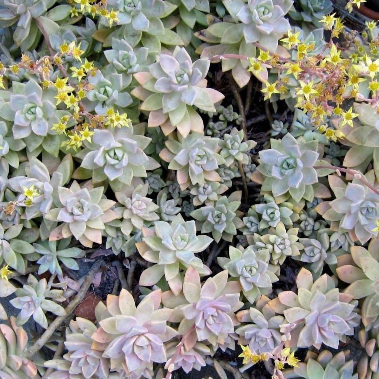 Очиток (седум) такесимский Атлантис