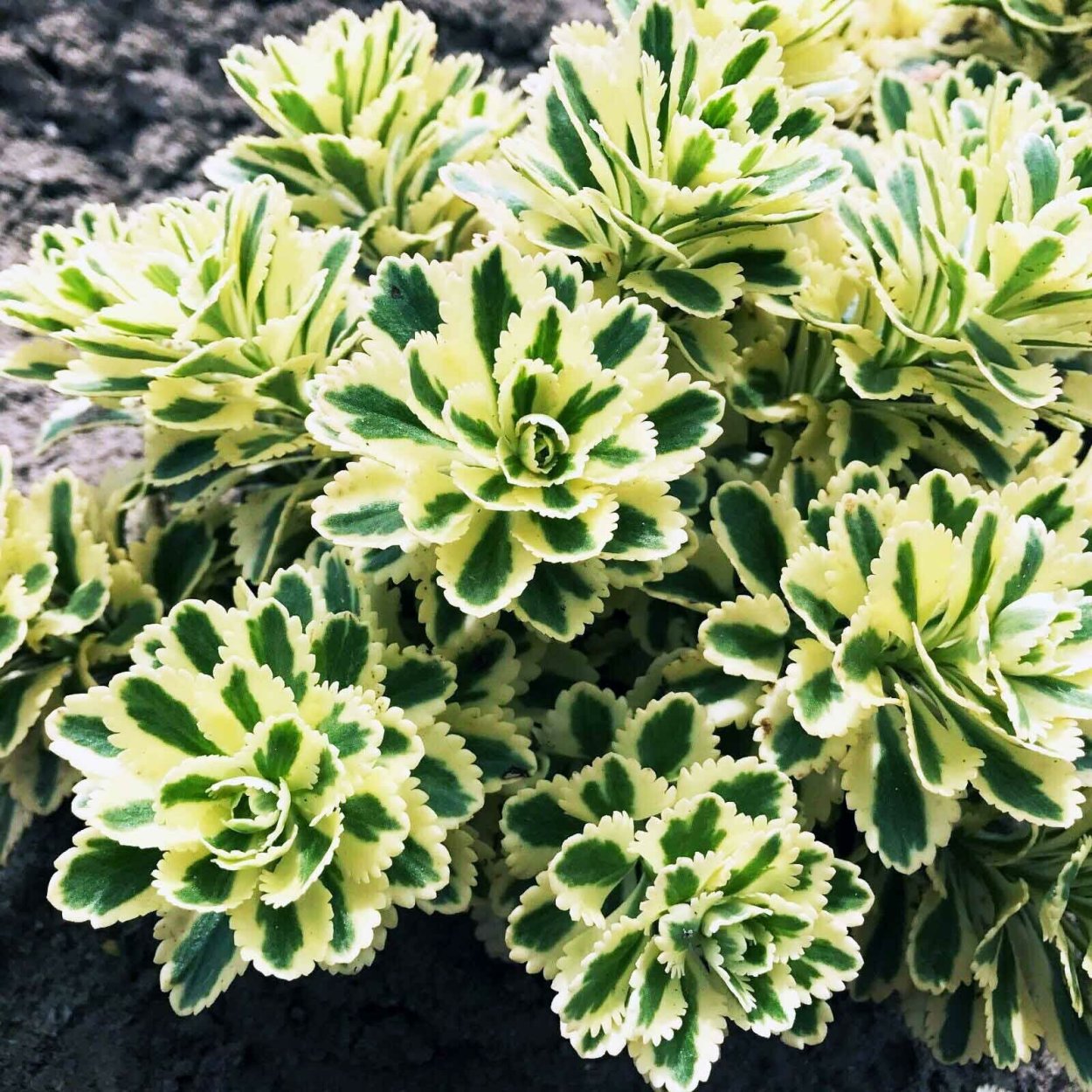 Очиток Миддендорфа Sedum middendorfianum
