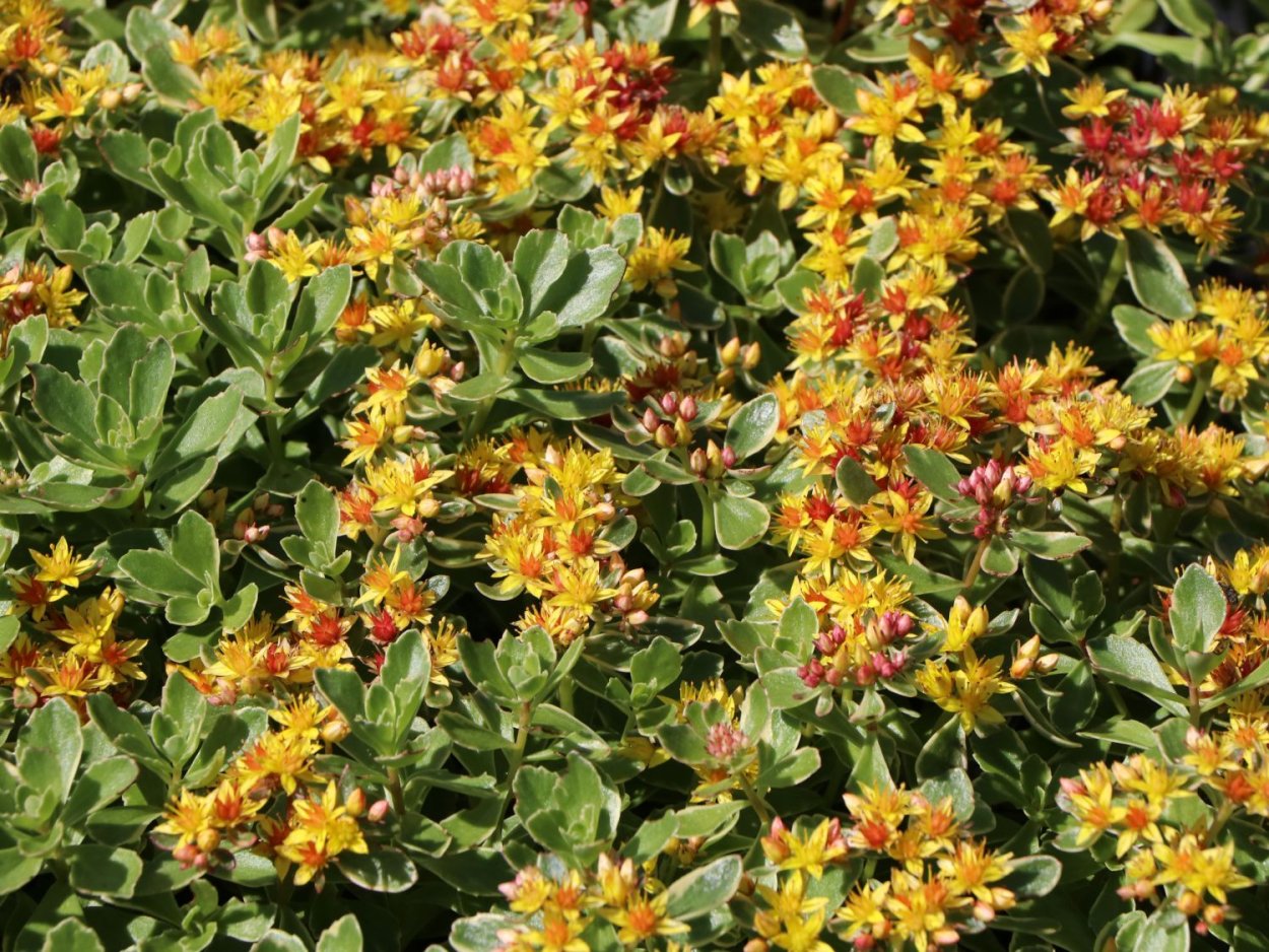 Очиток Миддендорфа Вариегата