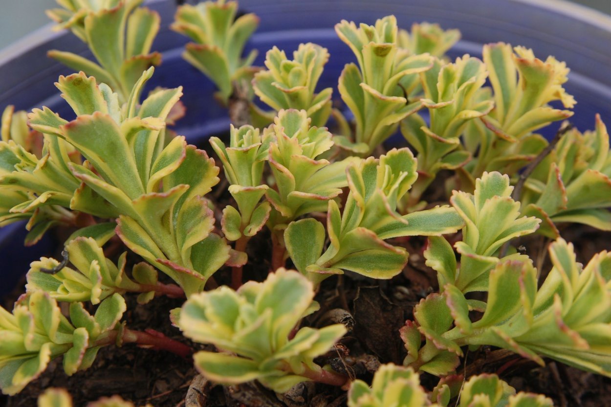 Седум takesimense Atlantis