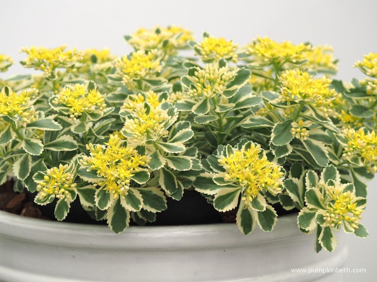 Sedum takesimense Atlantis