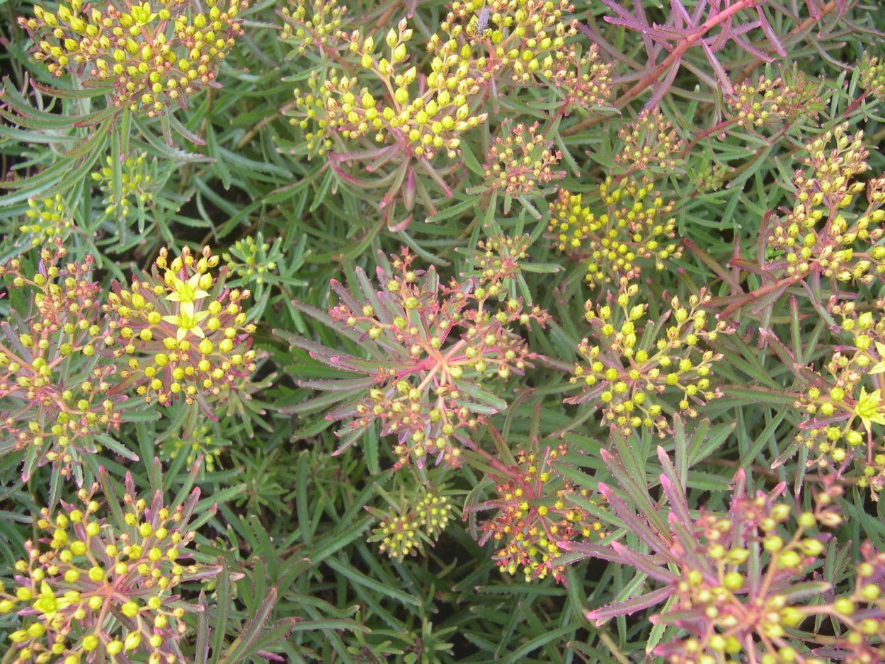 Очиток Миддендорфа Вариегата