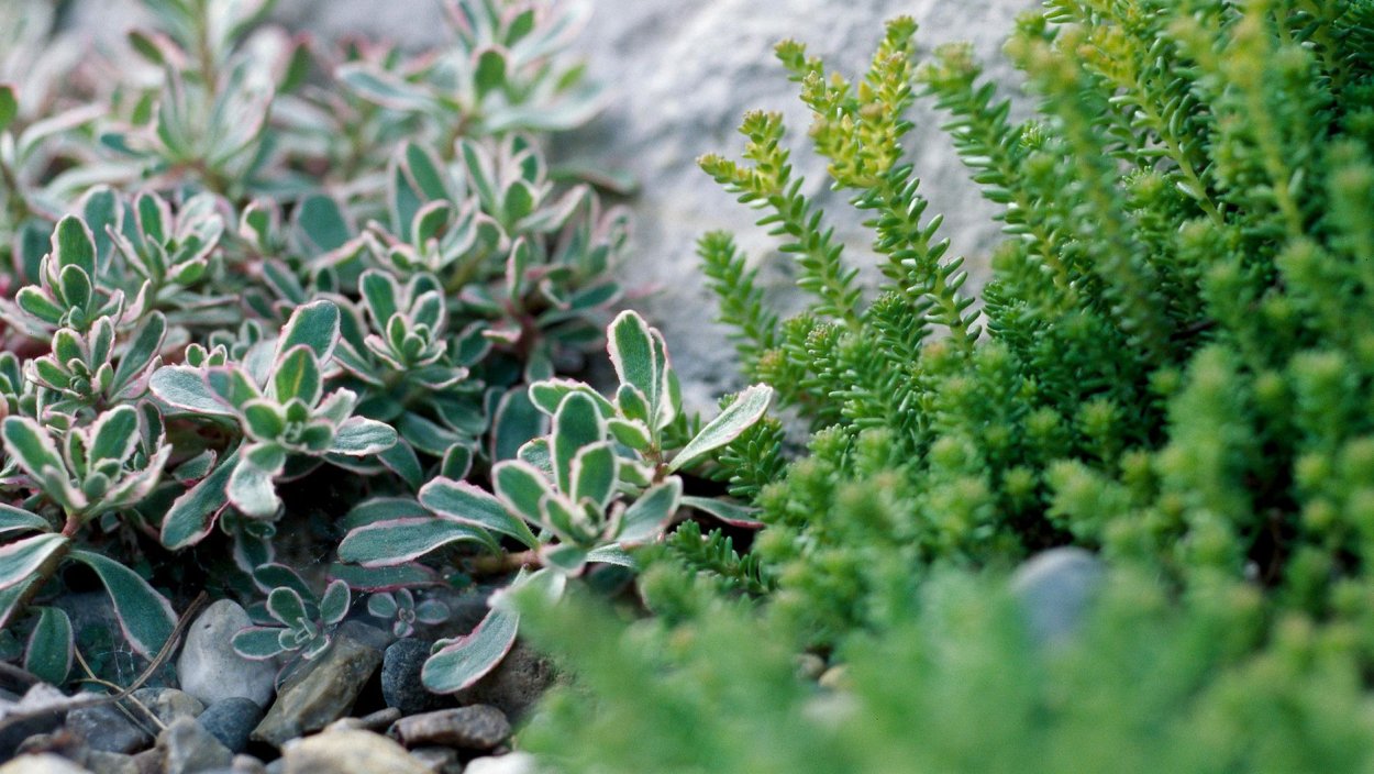 Очиток такесимский Atlantis